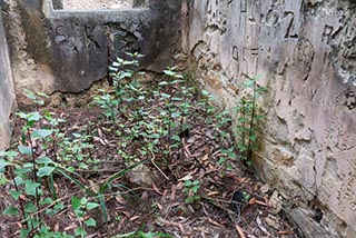 Plants growing inside ruins of Fretus Hotel