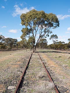 Tree growing on abandoned railway line between Nyngan and Girilambone, New South Wales