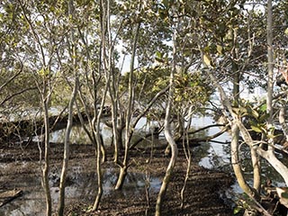 mangroves growing in HMAS Karangi