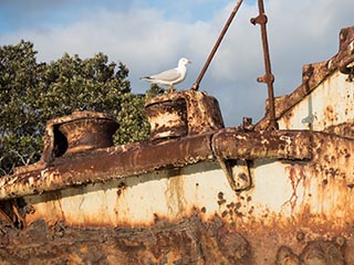 seagull standing on HMAS Karangi