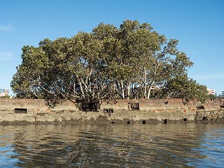 mangroves growing in HMAS Karangi