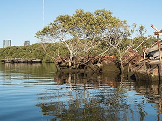 mangrove growing in bow of SS Heroic