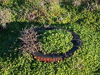 clover growing around old tyre