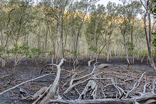 Bush at the edge of Mullet Creek near Wondabyne, Australia
