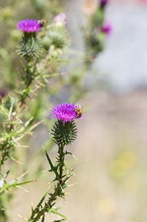 Thistles and Bees