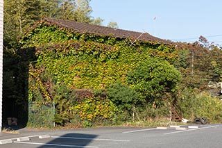 House covered in vines, Kanagawa Prefecture, Japan