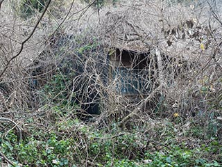 Abandoned, overgrown house, Kanagawa Prefecture, Japan