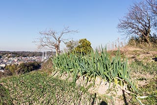Vegetables growning on hill, Kanagawa Prefecture, Japan