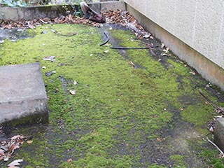 Mossy ground outside Hotel Gaia