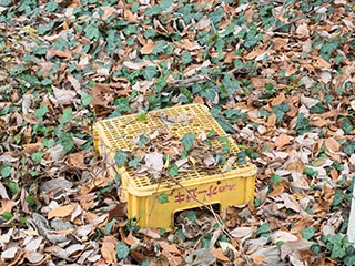 Crate lying amongst leaves at Hotel Queen