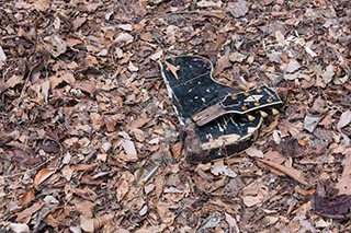 Broken guitar lying on forest floor