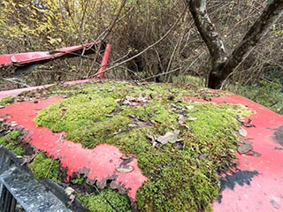 Moss growing on roof of abandoned Mazda