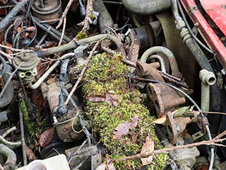 Moss growing on engine of abandoned Mazda
