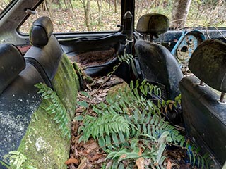Ferns growing in back seat of abandoned Mazda