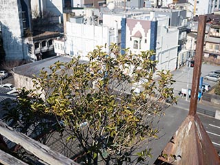 Tree growing on roof of Queen Château Soapland