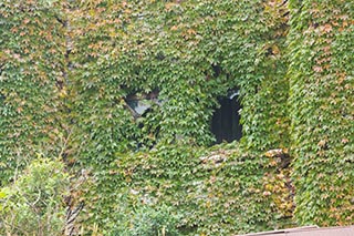 Ivy Growing on Abandoned Queen Château Soapland