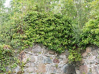 ivy growing on wall