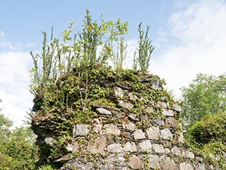 vegetation growing atop wall