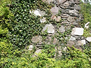 ivy growing on wall