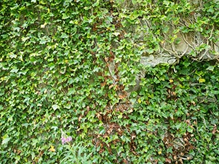 ivy-covered wall