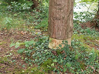 ring-barked tree