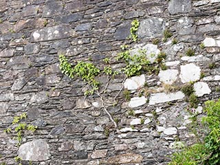 ivy on courtyard wall
