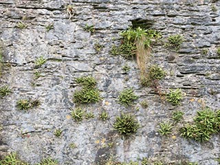 plants growing on stone wall