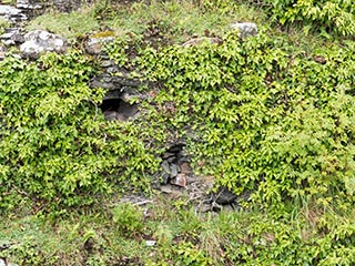 ivy-covered wall