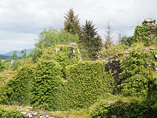 ivy-covered top of tower