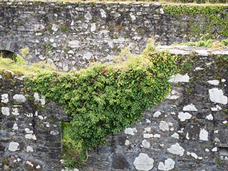 ivy growing on top of wall