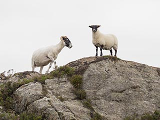 two sheep standing atop rocky hill