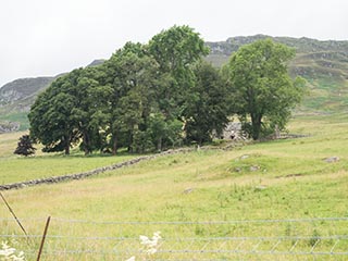 dry stone wall, copse, and abandoned house
