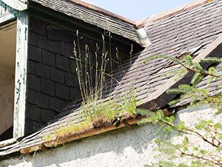 grass growing in roof gutter