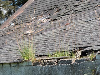 weeds growing in hole in roof