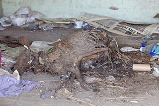 Ben Bullen Railway Station Dead Kangaroo