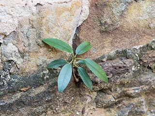 Tree growing in wall of Fretus Hotel