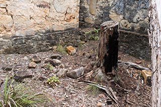 Ruins of Fretus Hotel, Calabash Point, Australia