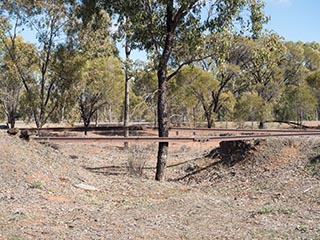 Tree growing on abandoned railway line between Nyngan and Girilambone, New South Wales