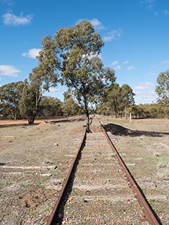 Tree growing on abandoned railway line between Nyngan and Girilambone, New South Wales