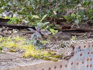 wreck of hmas Parramatta