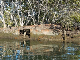 mangroves growing in HMAS Karangi