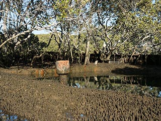 mangroves growing in HMAS Karangi