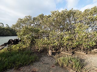 mangroves growing in HMAS Karangi