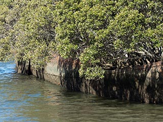 wreck of SS Ayrfield, Homebush Bay, Sydney, Australia