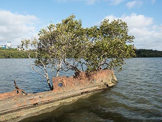 mangrove growing in bow of SS Heroic