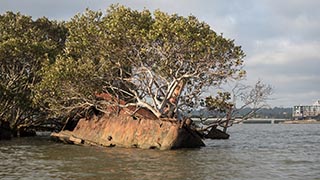 mangrove growing in bow of SS Heroic