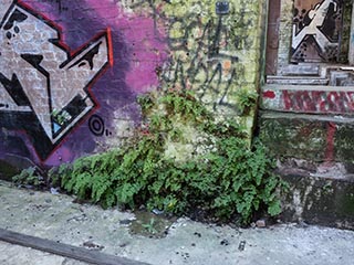 Abandoned Tooth & Co Maltings, Mittagong