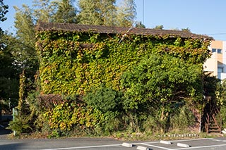 House covered in vines, Kanagawa Prefecture, Japan