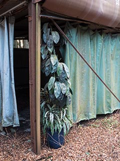 Artificial plant outside carport at Car Hotel Mangetsu