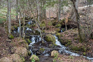 Japanese Mountain Stream